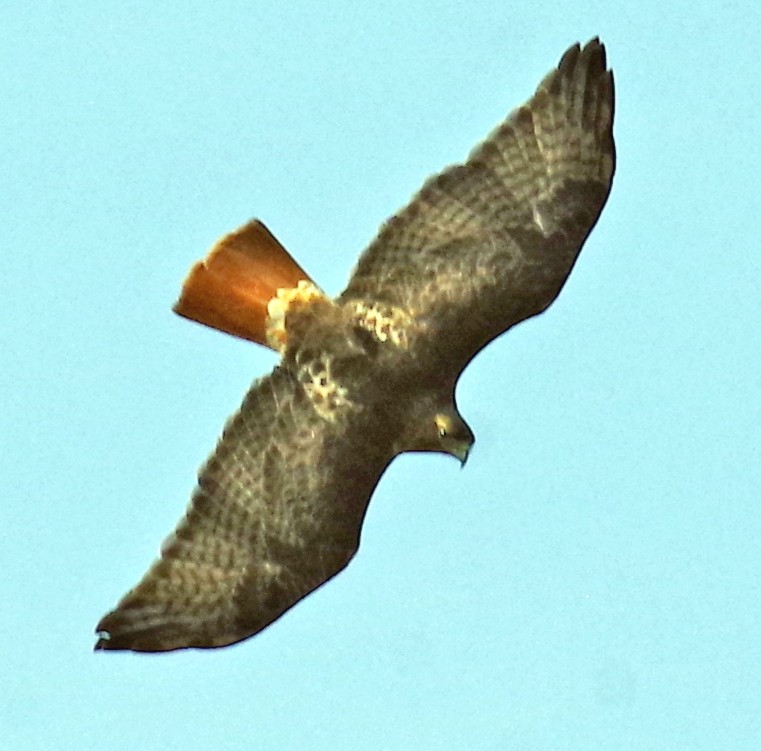 Red-tailed Hawk - ML556744481