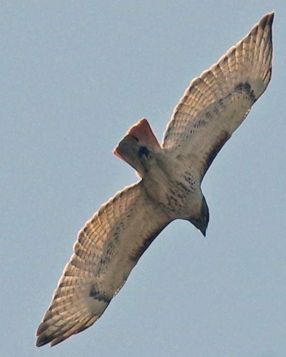 Red-tailed Hawk - ML556744491