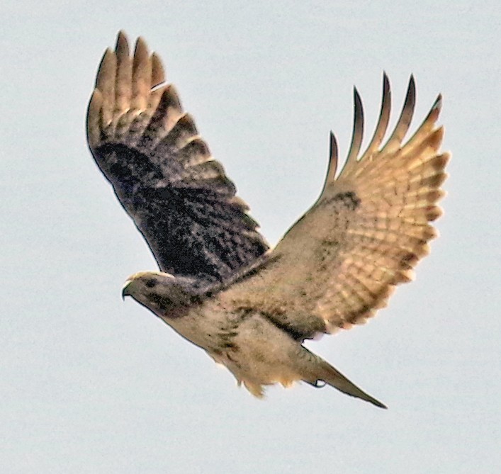 Red-tailed Hawk - ML556744521