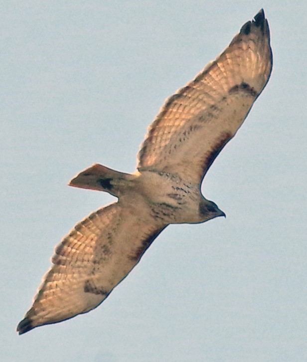 Red-tailed Hawk - ML556744531