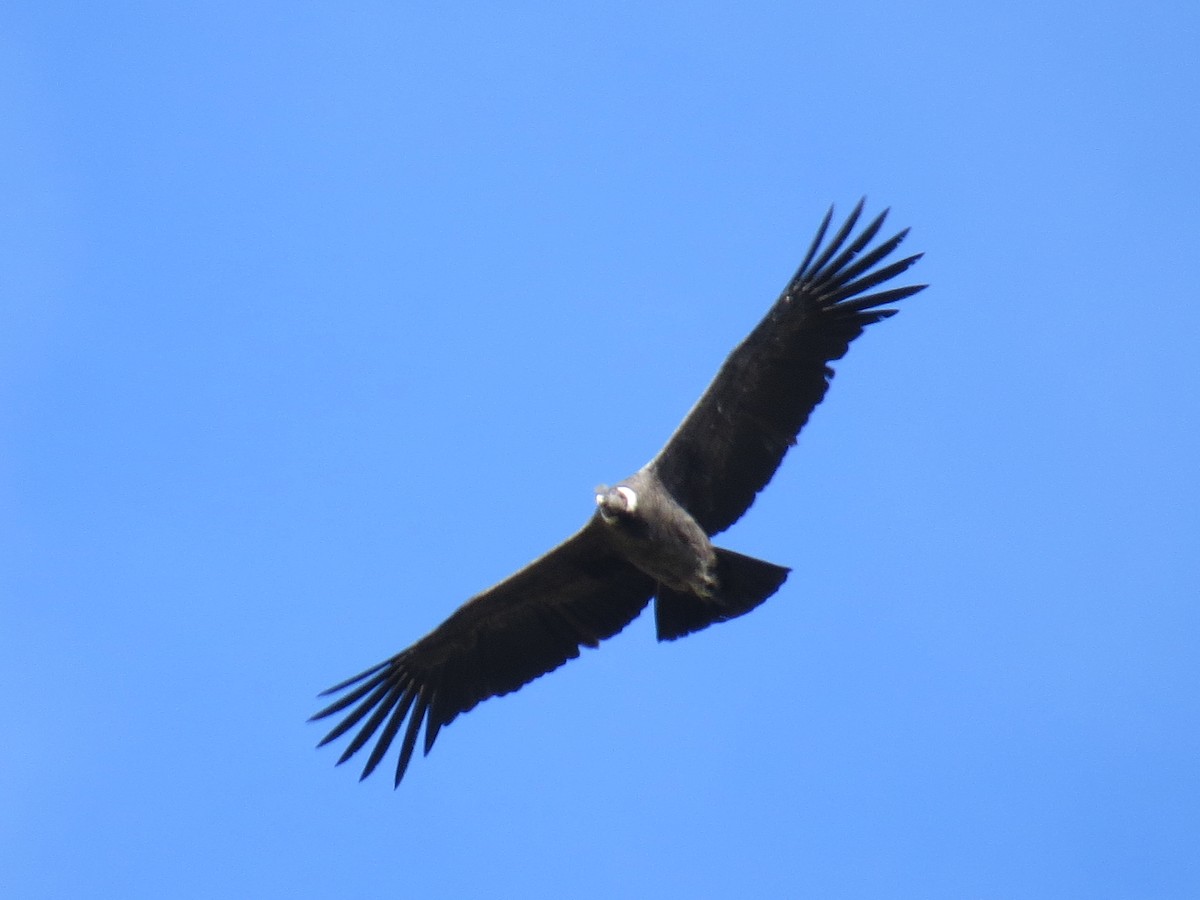 Andean Condor - ML556747081