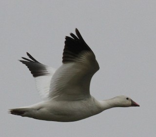 Ross's Goose, ML55675071