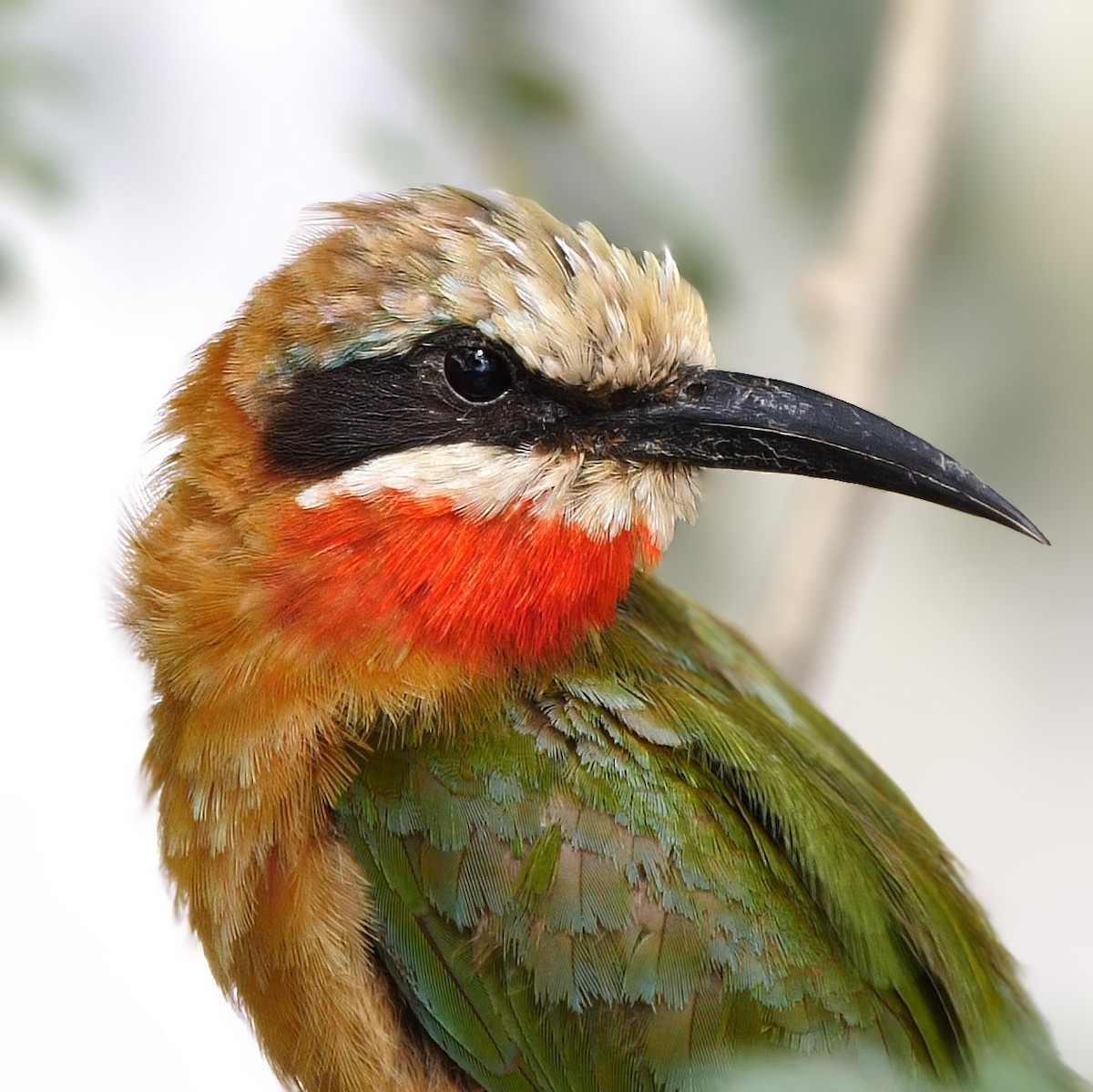 White-fronted Bee-eater - ML556752841
