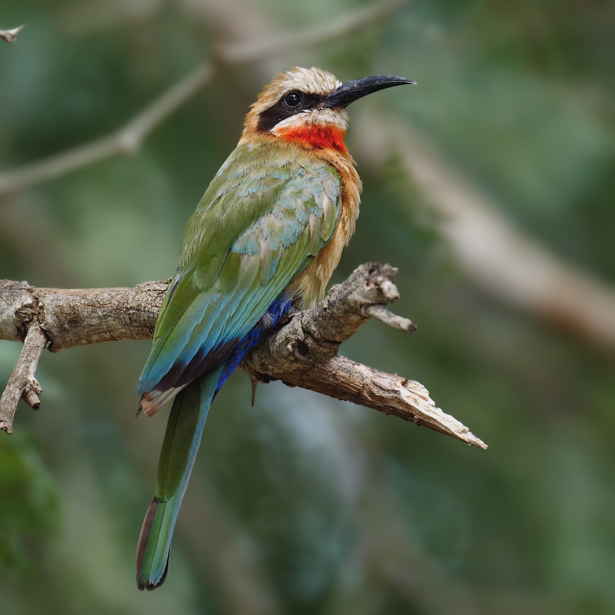 White-fronted Bee-eater - ML556752851