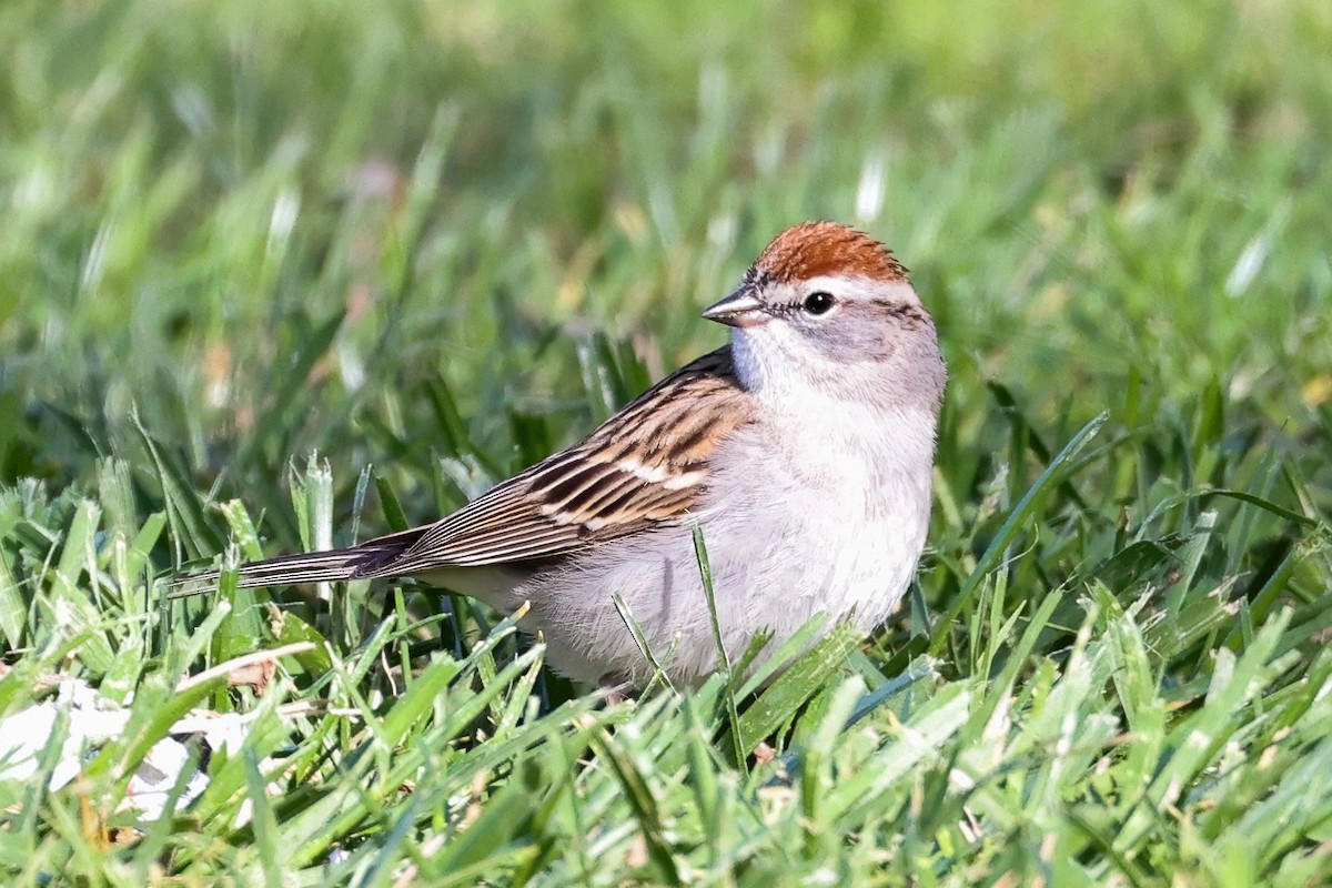 Chipping Sparrow - ML556759801