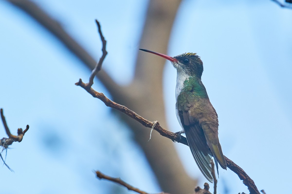 Green-fronted Hummingbird - ML556760421