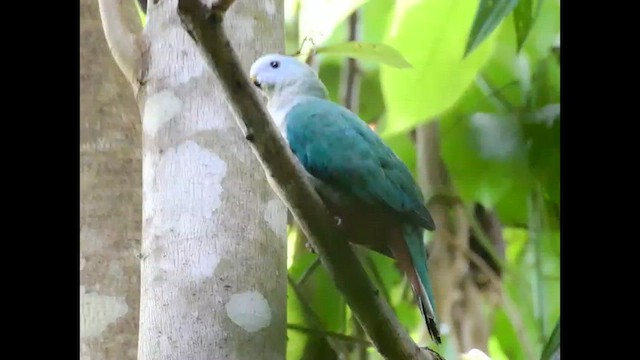 Maroon-chinned Fruit-Dove - ML556765211