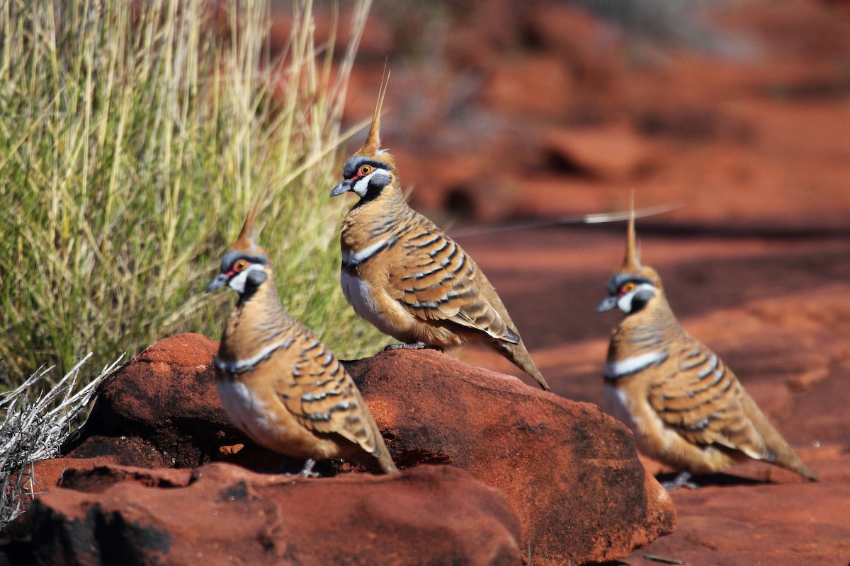 Spinifex Pigeon - ML556769231