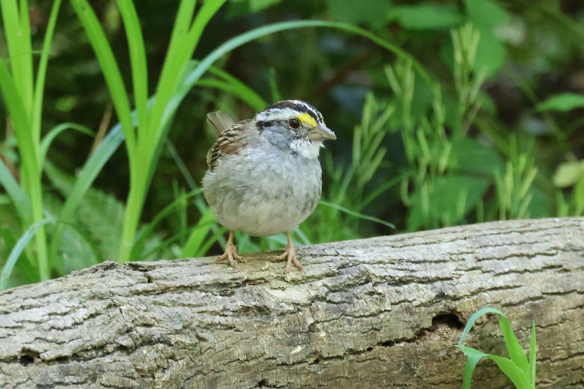 White-throated Sparrow - ML556774251