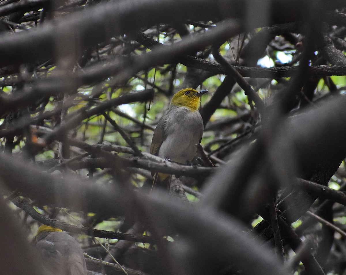 Yellow-throated Bulbul - Anand Birdlife