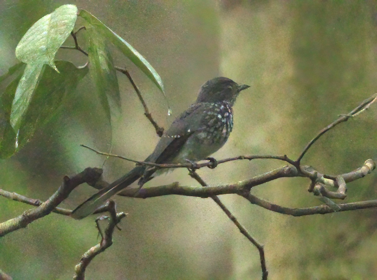 Spotted Fantail - ML556776881