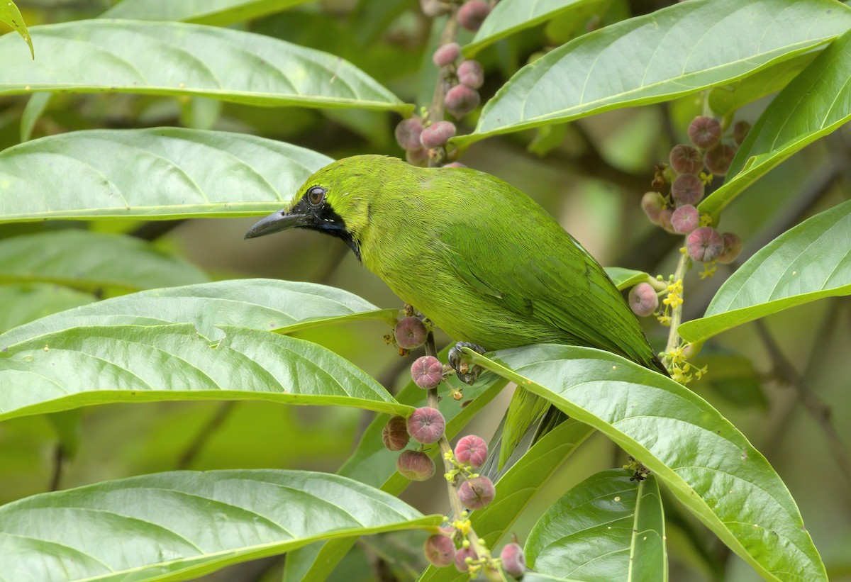 Lesser Green Leafbird - ML556777331