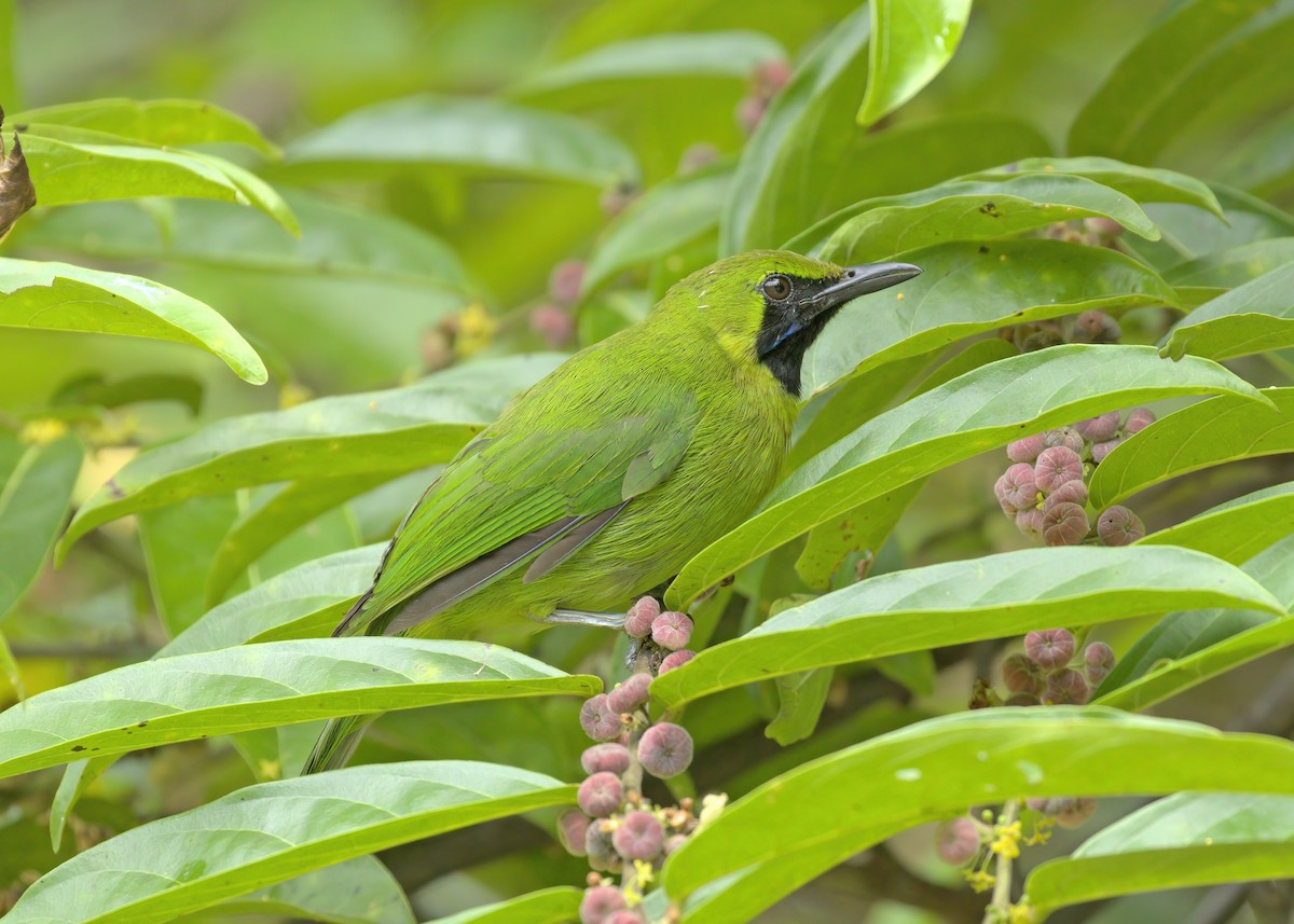 Lesser Green Leafbird - ML556777351