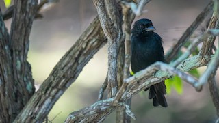 - Aldabra Drongo
