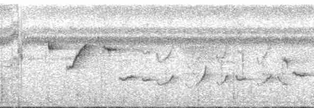 Понпейская веерохвостка - ML55679