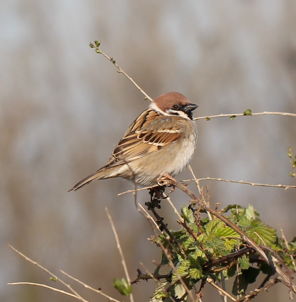Eurasian Tree Sparrow - ML556793101