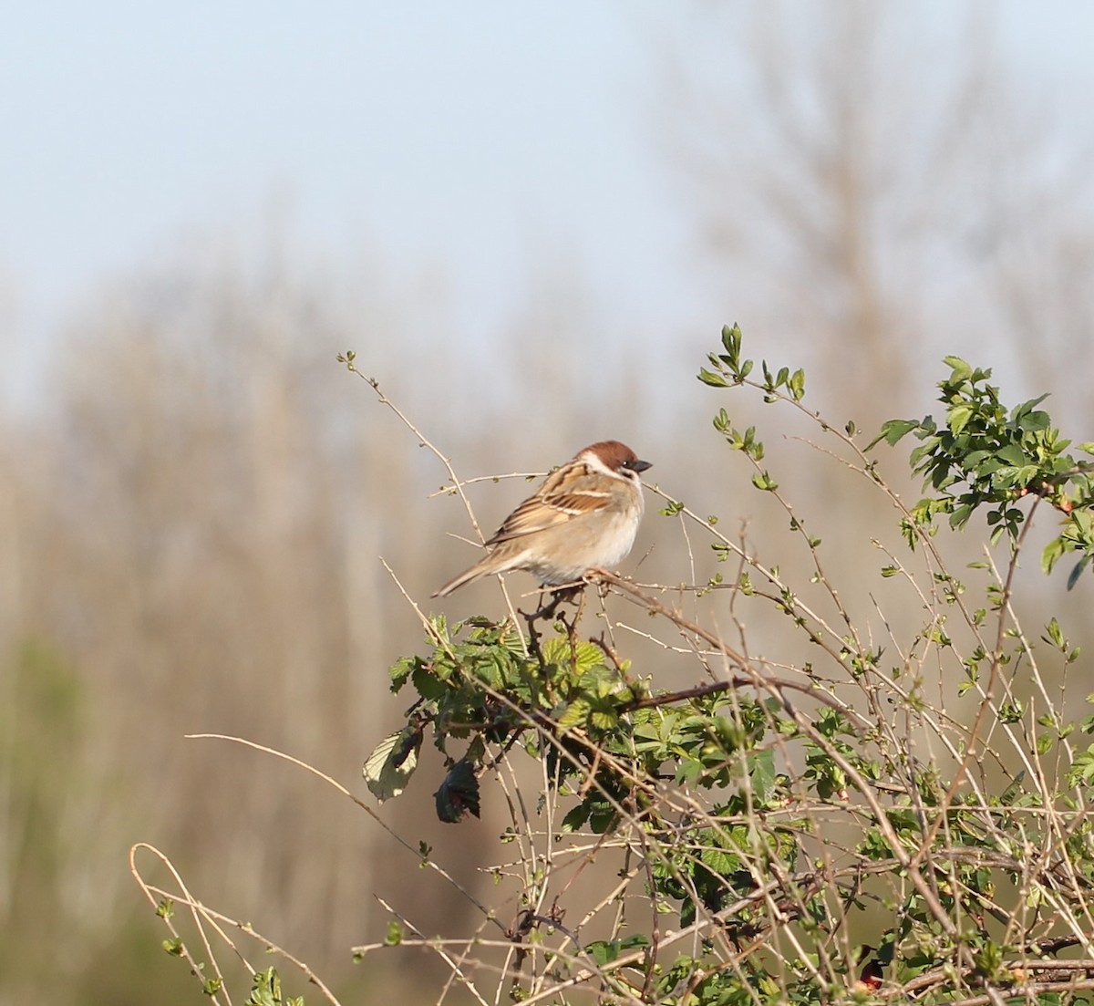 Eurasian Tree Sparrow - ML556793111