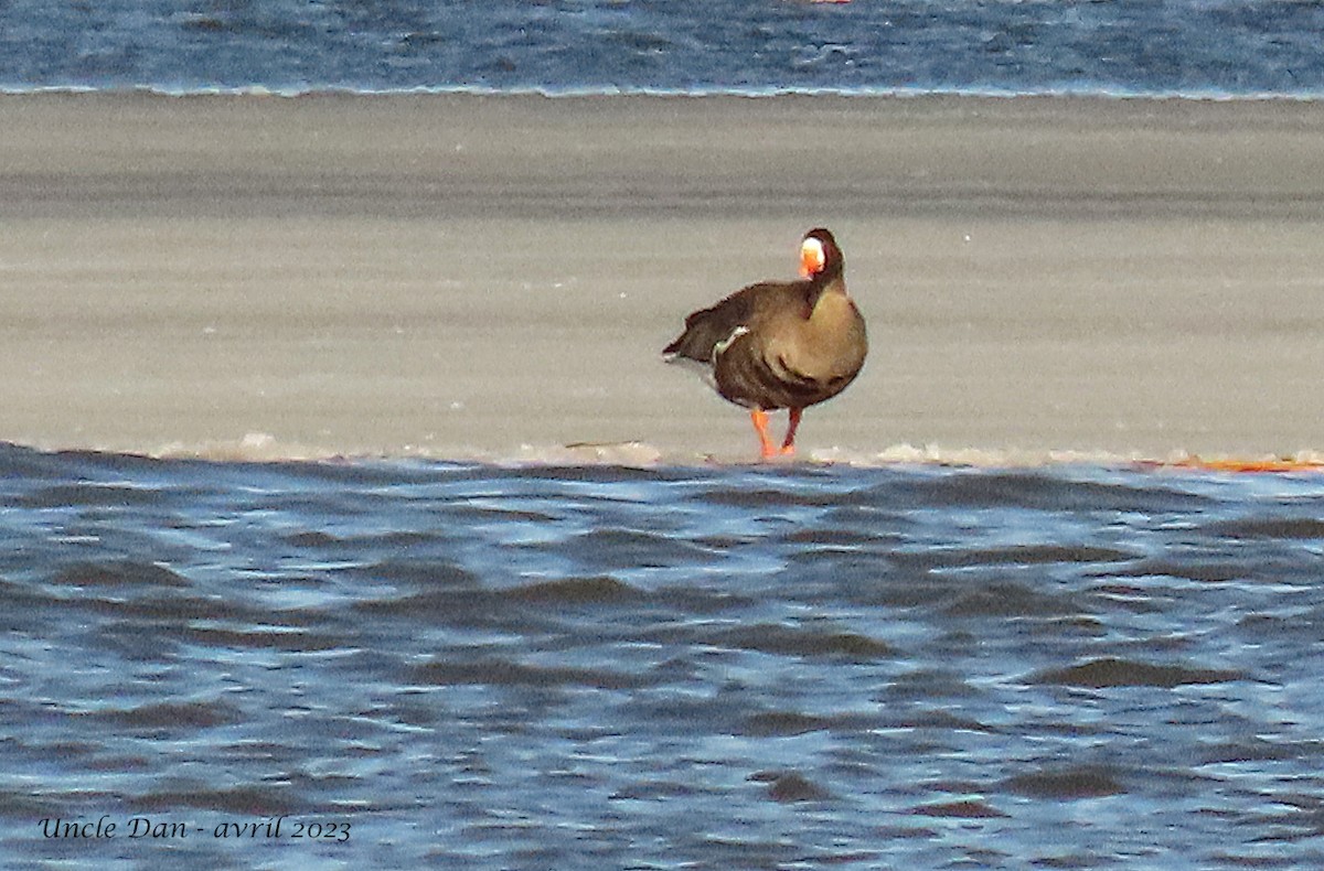 Greater White-fronted Goose - ML556794121