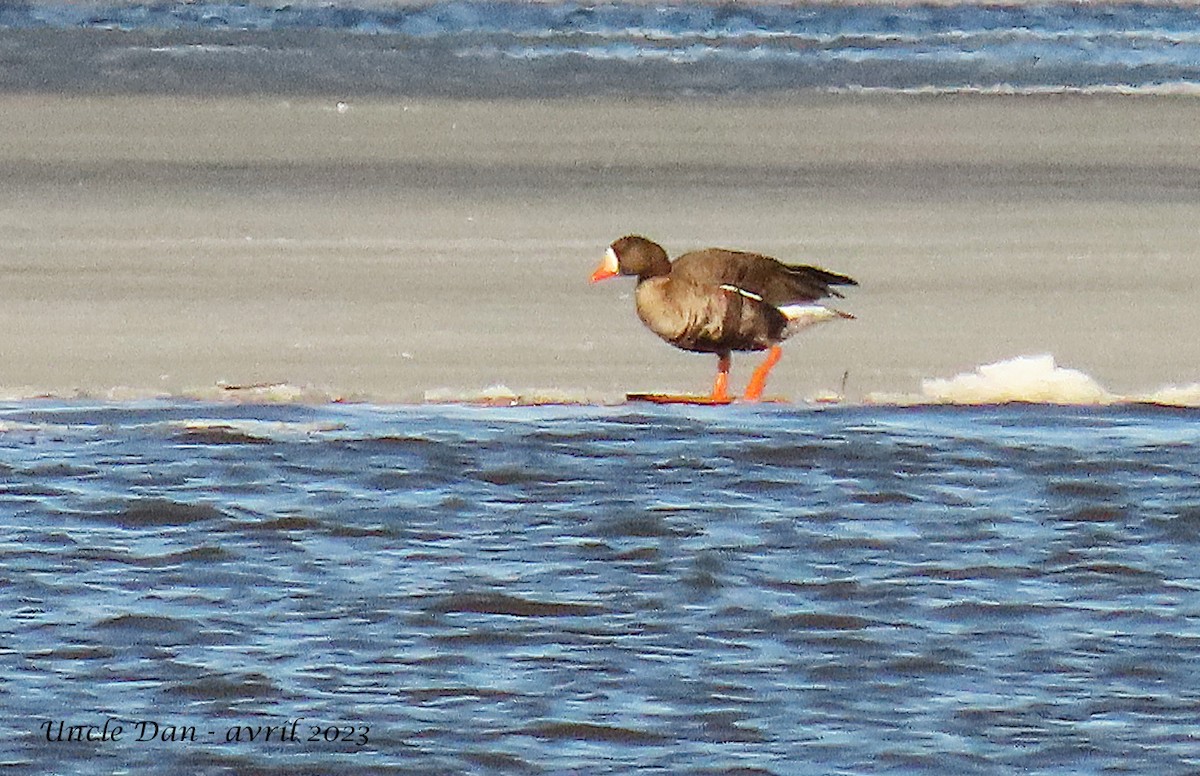 Greater White-fronted Goose - ML556794131