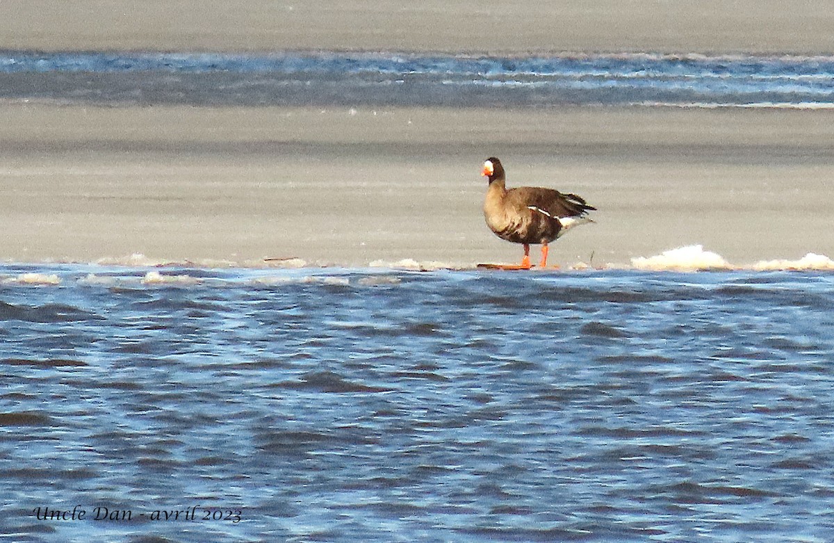 Greater White-fronted Goose - ML556794141