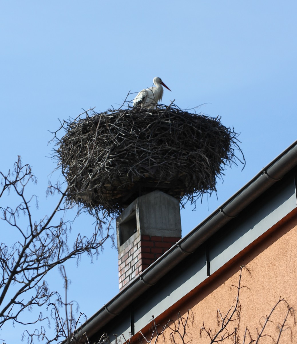 White Stork - Brian Hedley