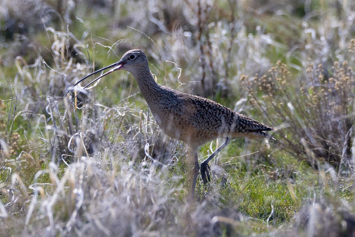 Long-billed Curlew - ML556795211