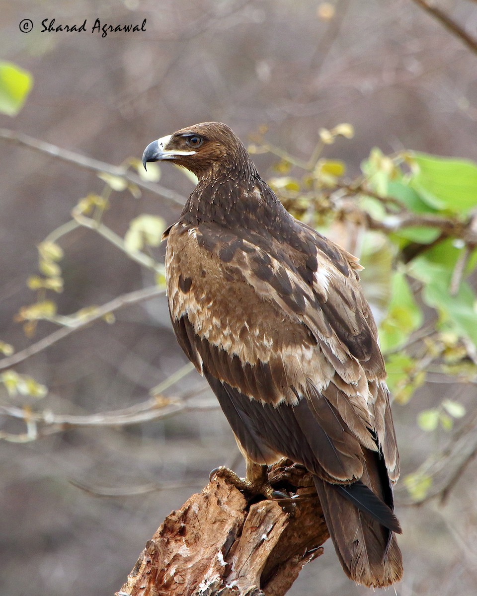 Tawny Eagle - Sharad Agrawal
