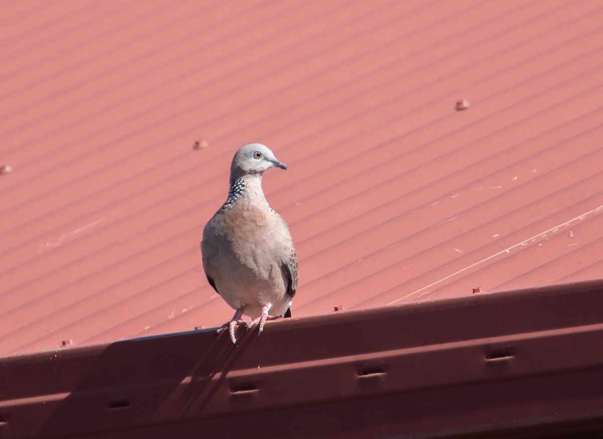 Spotted Dove - ML556799121