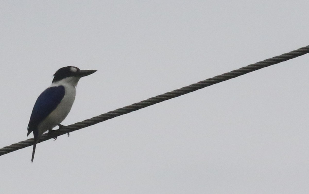 Forest Kingfisher - ML556799781