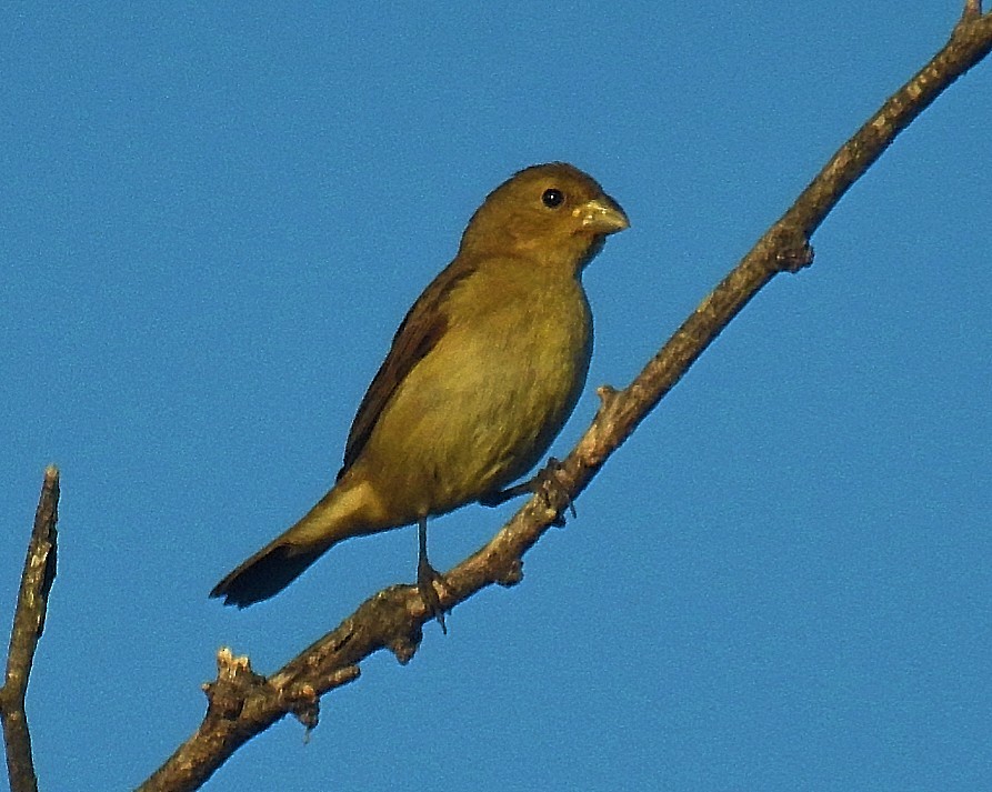 Double-collared Seedeater - ML556810741