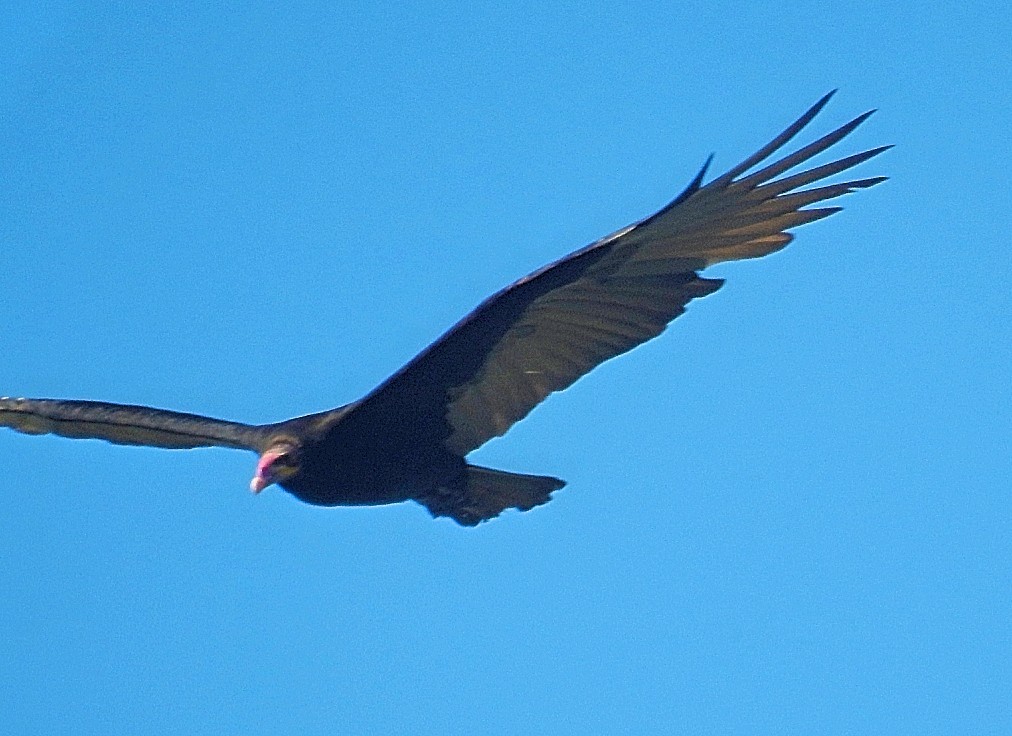 Turkey Vulture - ML556811101