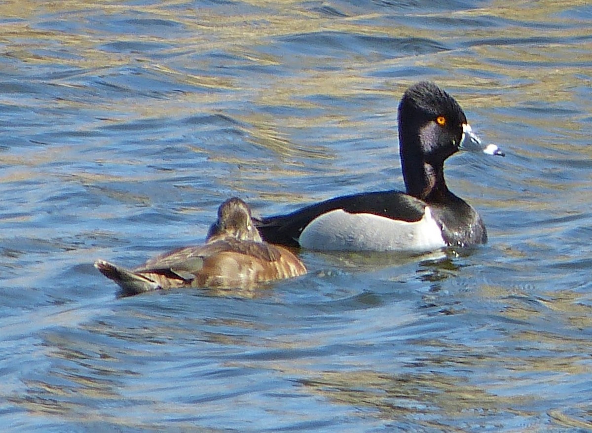 Ring-necked Duck - ML55681751