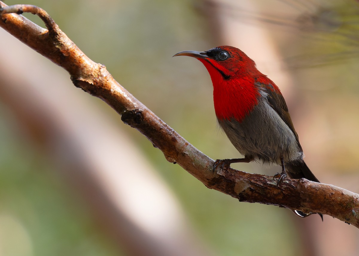 Crimson Sunbird (Crimson) - Ayuwat Jearwattanakanok