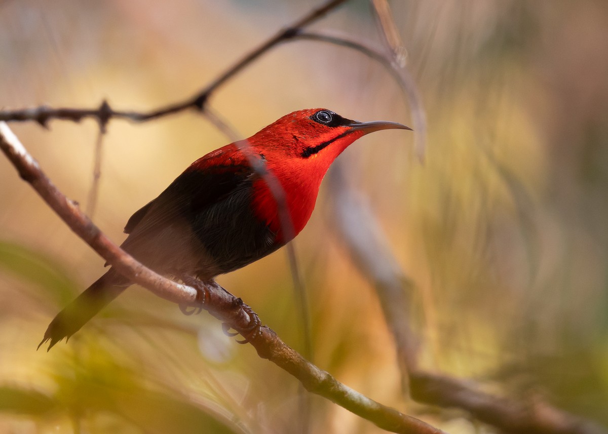 Crimson Sunbird (Crimson) - ML556818071