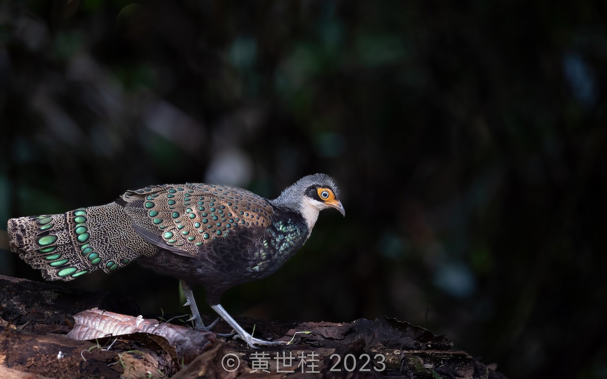 Bornean Peacock-Pheasant - Shigui Huang