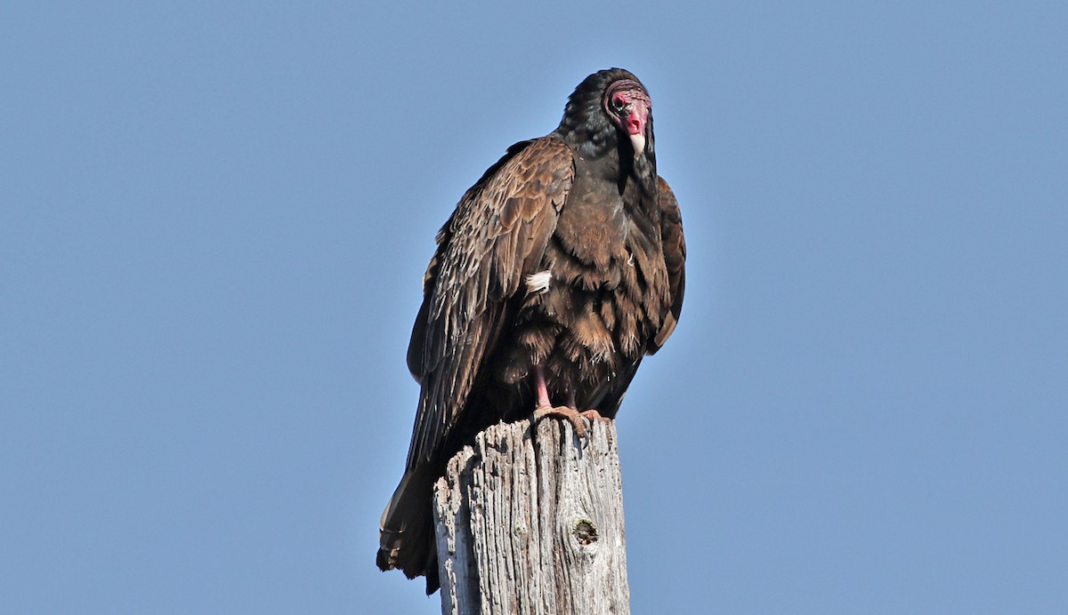 Turkey Vulture - Gary Jarvis