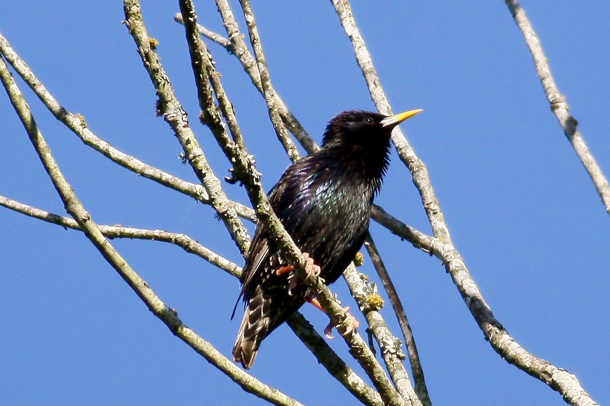 European Starling - Ronald Newhouse