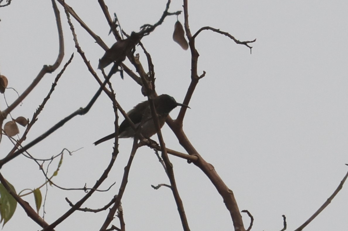 Blue-throated Brown Sunbird - Charley Hesse TROPICAL BIRDING
