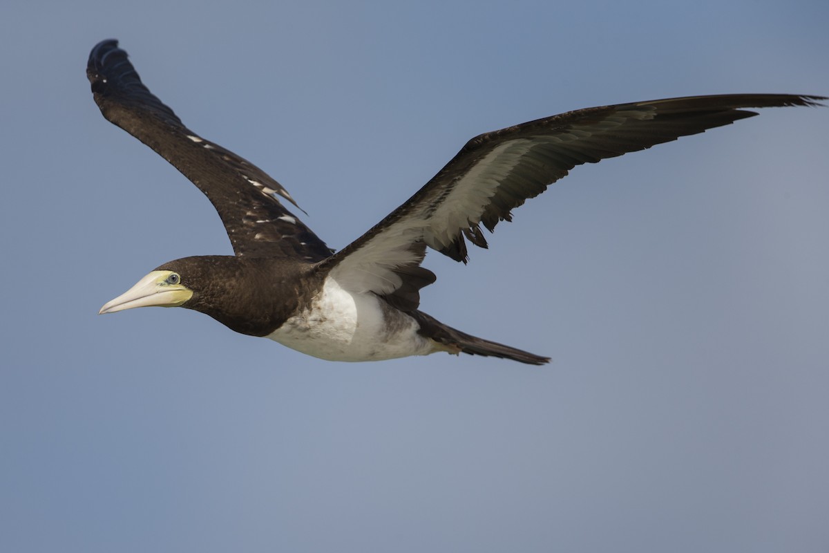 Brown Booby (Forster's) - ML556826621