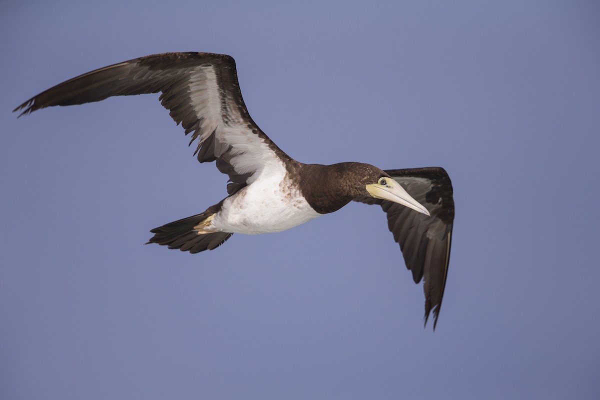 Brown Booby (Forster's) - ML556826631