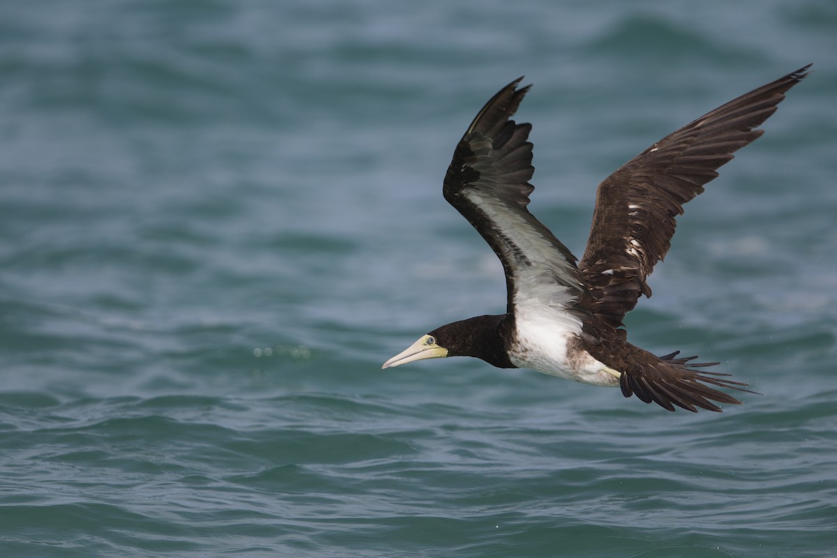 Brown Booby (Forster's) - ML556826641