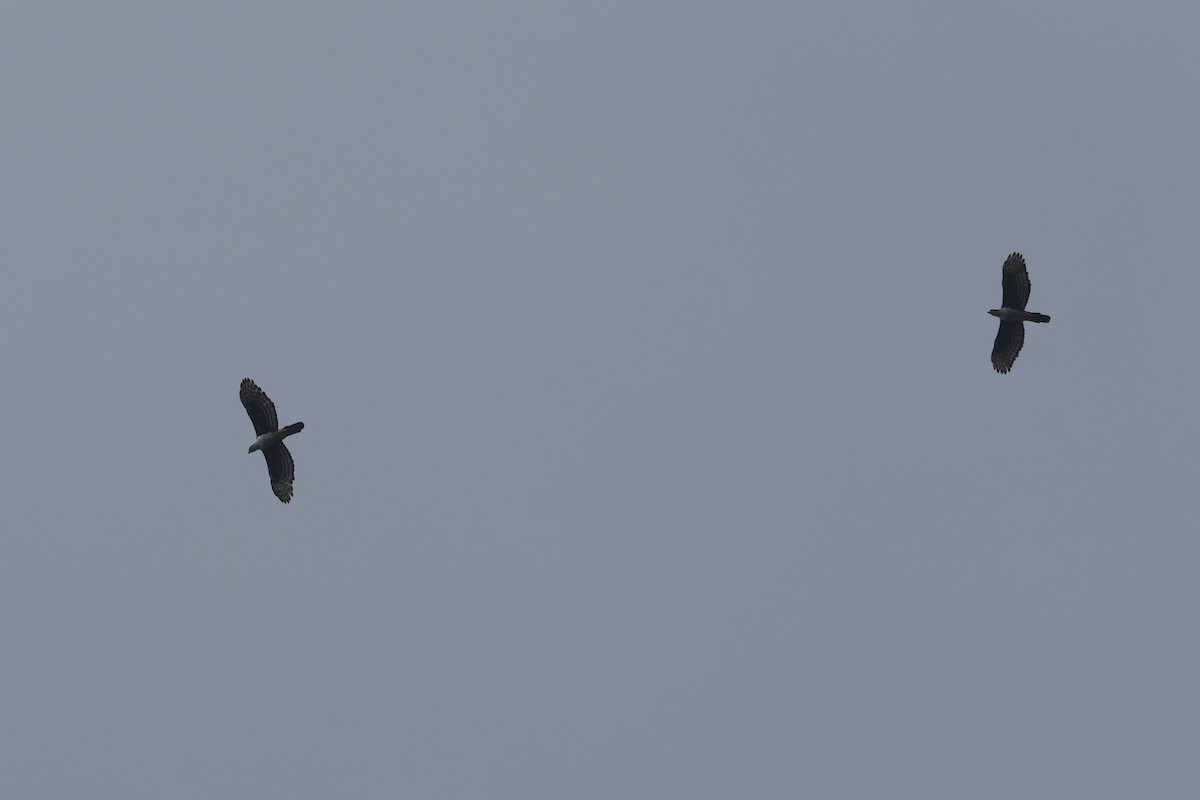 Cassin's Hawk-Eagle - Charley Hesse TROPICAL BIRDING