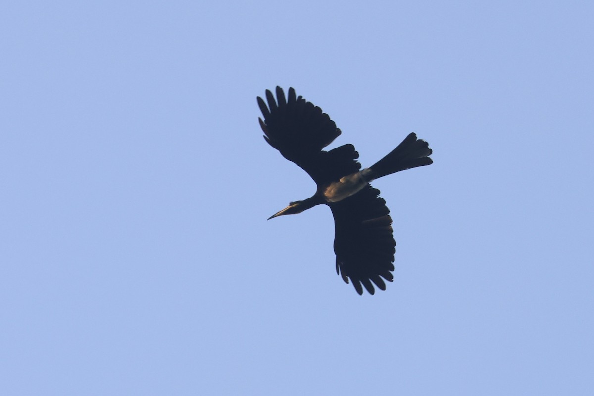West African Pied Hornbill - Charley Hesse TROPICAL BIRDING