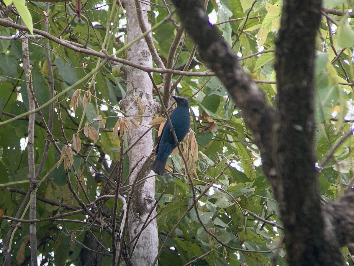 Asian Fairy-bluebird - Casper (Philip) Leygraaf