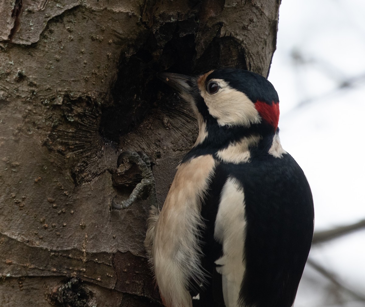 Great Spotted Woodpecker - ML556835391