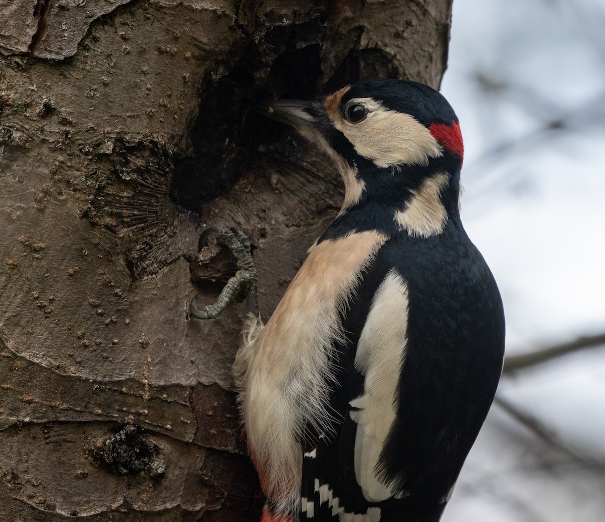 Great Spotted Woodpecker - ML556835401