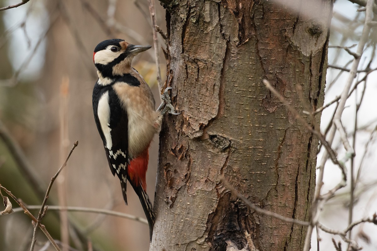 Great Spotted Woodpecker - ML556835411