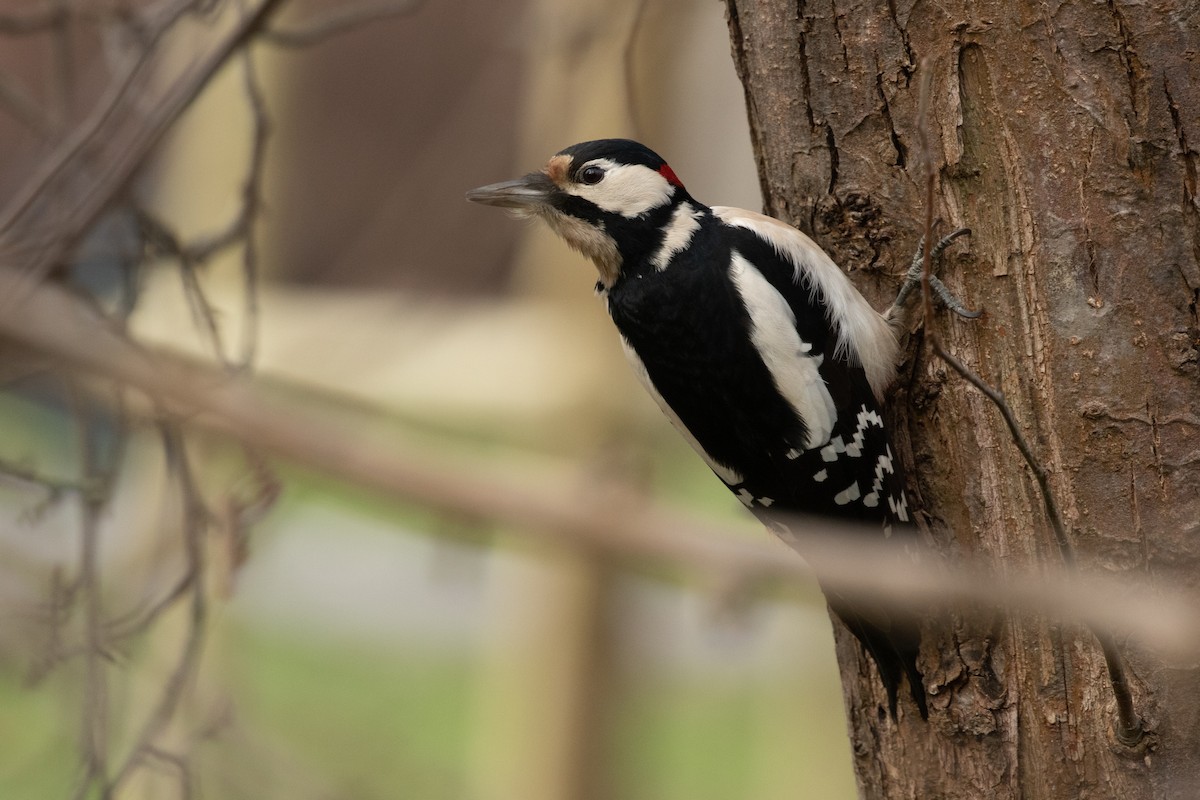 Great Spotted Woodpecker - ML556835421