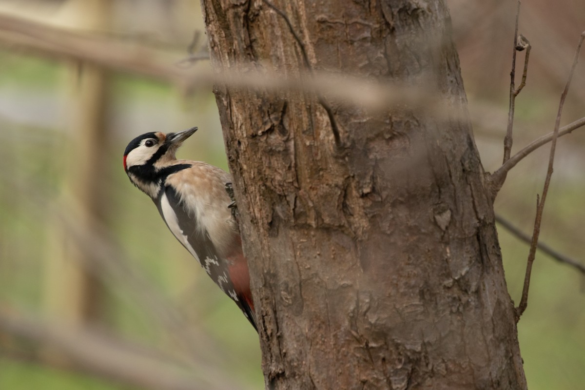 Great Spotted Woodpecker - ML556835431