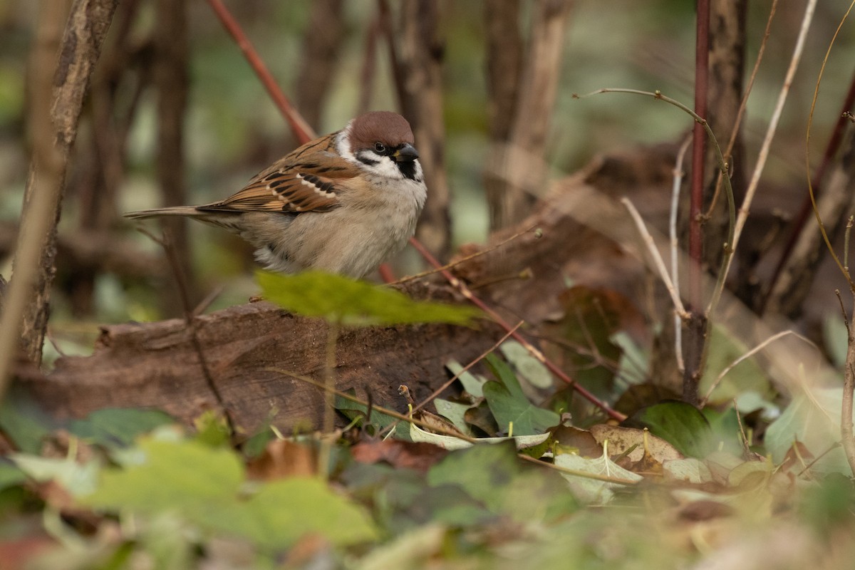 Eurasian Tree Sparrow - Ronan Nicholson